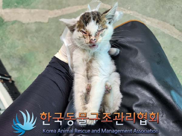 한국동물구조관리협회_411318202300456